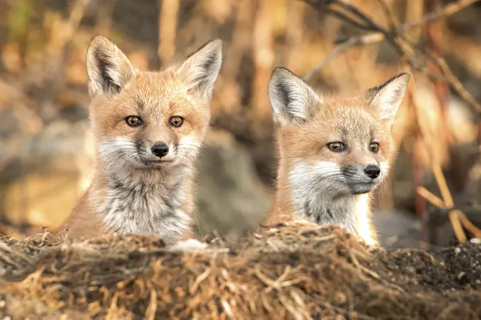 Curious Baby foxes in Winnipeg, Manitoba, Canada