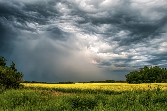 Storm dumping rain and hail over a canola field in southern Manitoba