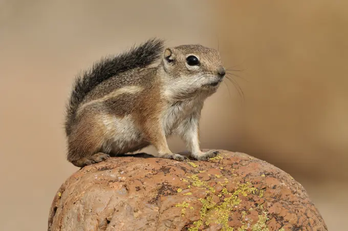 Harris_antelope Ground Squirrel Ammospermophilus perched on rock in Arizona desert, USA