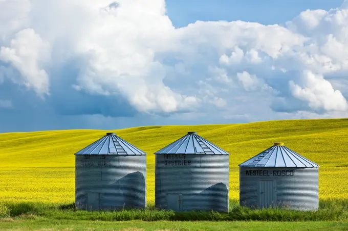 Grain Silos Bins and Canola Field. Pembina Valley, Manitoba, Canada.