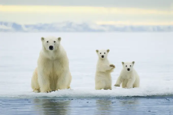 Polar bear mother Ursus maritimus and twin cubs of the year hunting on the pack ice, Svalbard Archipelago, Arctic Norway