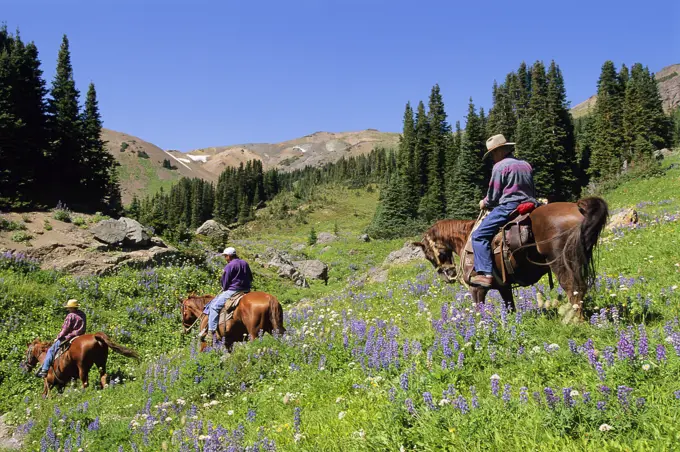 Outfitter leading trail ride, South Chilcotin Range, Cinnabar Basin, British Columbia, Canada