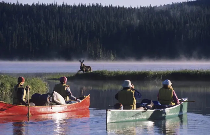 Wildlife viewing, photographing bull moose from canoe on Bowron River, Bowron Lake Park, Cariboo region, British Columbia, Canada