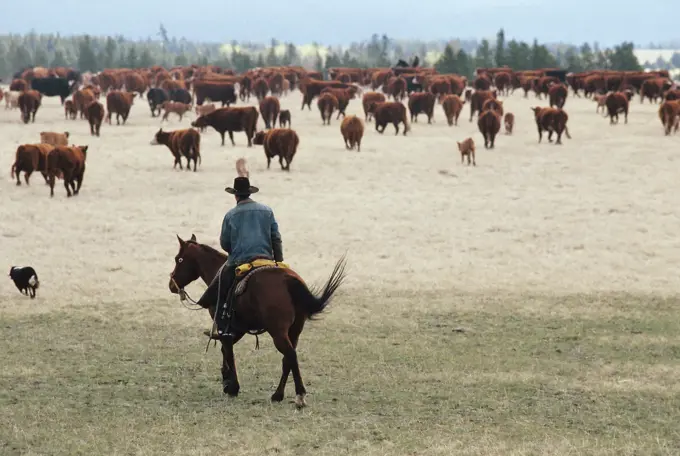 Cowboy wrangling steer, Alkalai Ranch, British Columbia, Canada