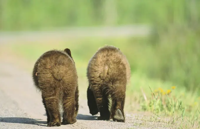 A pair of grizzly bear cubs walking down a road, BC Rockies, British Columbia, Canada