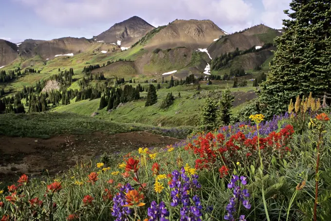 Wildflowers, Cinnabar basin, South Chilcotin Mountains Provincial Park, near Gold Bridge, British Columbia,Canada