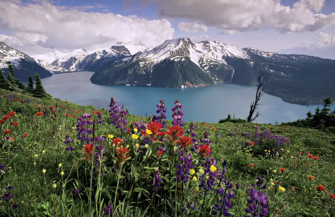 View from Panorama Ridge, wildflowers and paintbrush, lupine, Garibaldi Lake, The Table, Mt. Price, Garibaldi Provincial Park, British Columbia, Canada