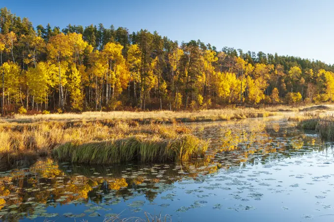  autumn colours along lake, Whiteshell Provincial Park, Manitoba, Canada