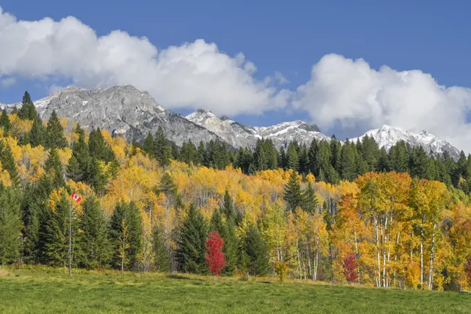 Autumn colour, Western flank of Rocky Mountains, Columbia Valley, south of  Golden, British Columbia, Canada