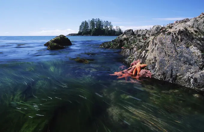 Canada, British Columbia, Vancouver Island, Pacific Rim National Park, Schooner Cove, starfish and moving eelgrass
