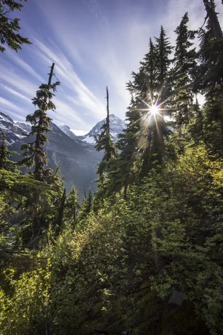 The sun shines through the trees in Rogers Pass, Glacier National Park, British Columbia, Canada