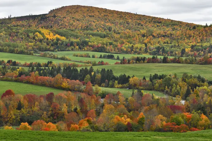 An autumn landscape image of farm fields seprated by rows of deciduous trees with their leaves changing to the colors of fall near Sussex, New Brunswick, Canada