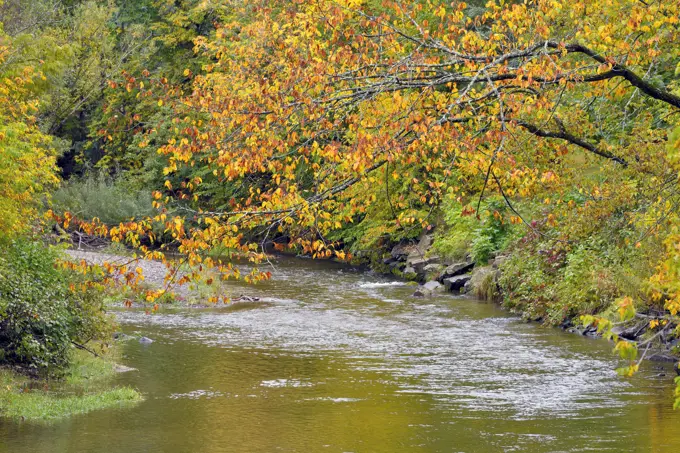 A 1 landscape of Trout Creek in Sussex New Brunswick with tree leaves along its banks turning the bright colors of fall