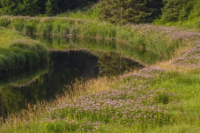 Joe-pye weed colonies in bloom along Junction Creek, Greater Sudbury, Ontario, Canada