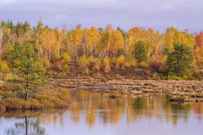 Biodiversity in the Sudbury Basin- Autumn trees and wetlands, Greater Sudbury, Ontario, Canada