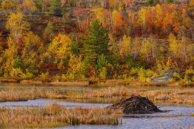 Biodiversity in the Sudbury Basin- Autumn trees and wetlands, Greater Sudbury, Ontario, Canada