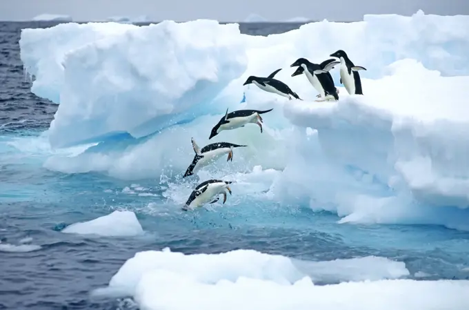 A group of Adelie penguins Pygoscelis adelie leaving their nesting colony on a foraging trip. Antarctic Peninsula.