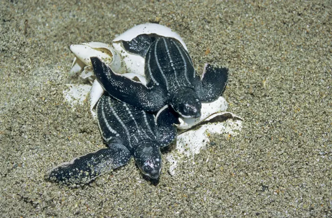 Newly hatched leatherback sea turtles Dermochelys coriacea, Trinidad.