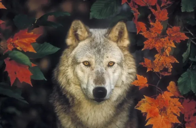 Gray Wolf Canis lupus & autumn maple leaves, eastern North America.