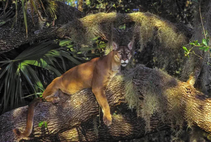Florida Panther Puma concolor coryi endangered species amid spanish moss & oak, Florida, U.S.A.