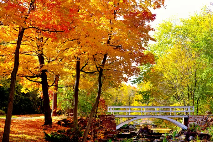 Bridge in Autumn in Jean_Drapeau Park, Montreal, Quebec, Canada.