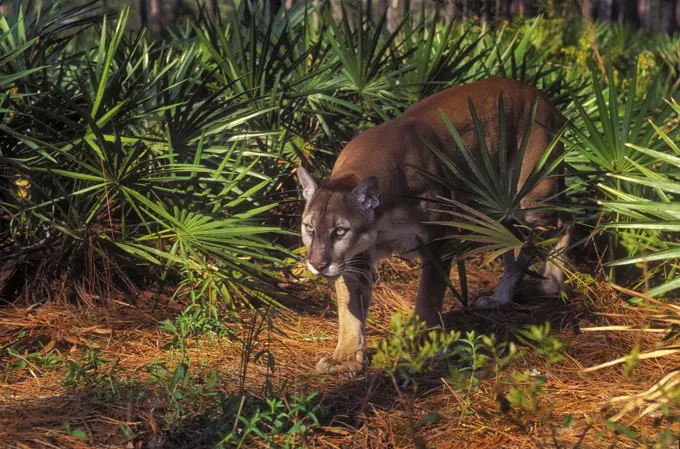 Florida Panther Puma concolor coryi endangered species in saw palmetto & pine forest, Florida, U.S.A.