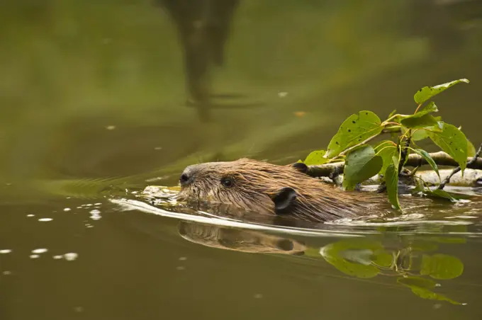 A beaver Castor canadensis swimming with an aspen tree branch.