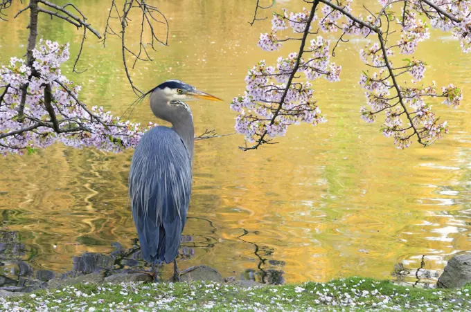 Great Blue Heron and cherry blossoms, Beacon Hill Park, Victoria, British Columbia, Canada
