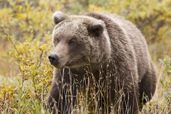 Grizzly bear Ursus arctos horribills, in fall colour, Denali National Park, Alaska, United States of America