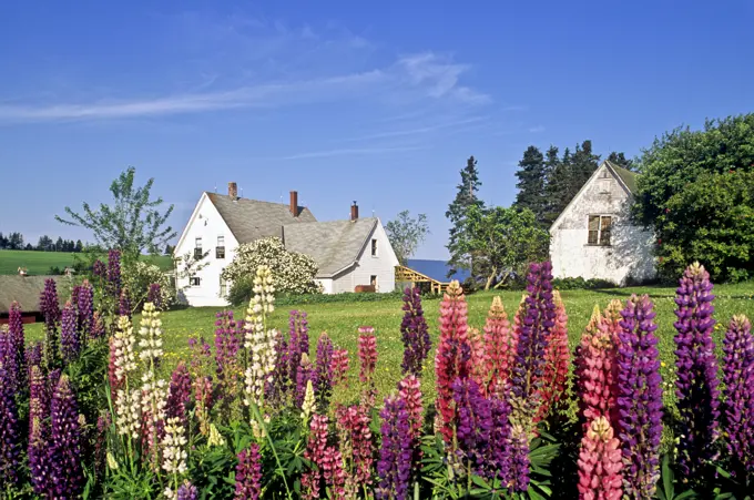Lupins lupines and farmhouse, Hope River, Prince Edward Island, Canada