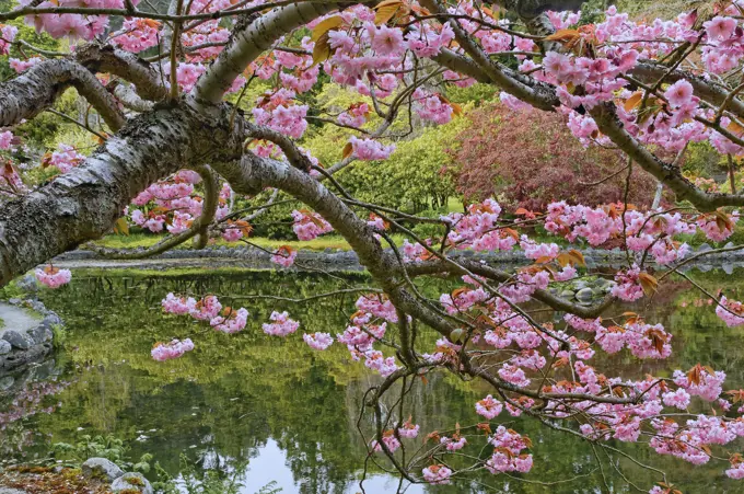 Cherry blossoms and pond, Hatley Park Gardens, Hatley Park, Colwood, Victoria British Columbia, Canada