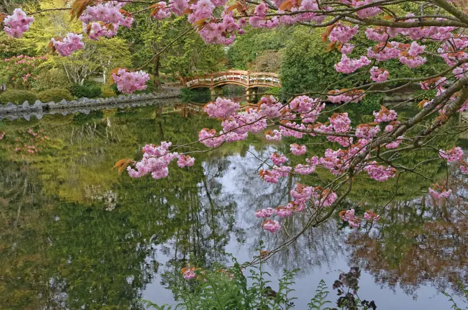 Cherry blossoms and pond bridge, Hatley Park Gardens, Hatley Park, Colwood, Victoria British Columbia, Canada