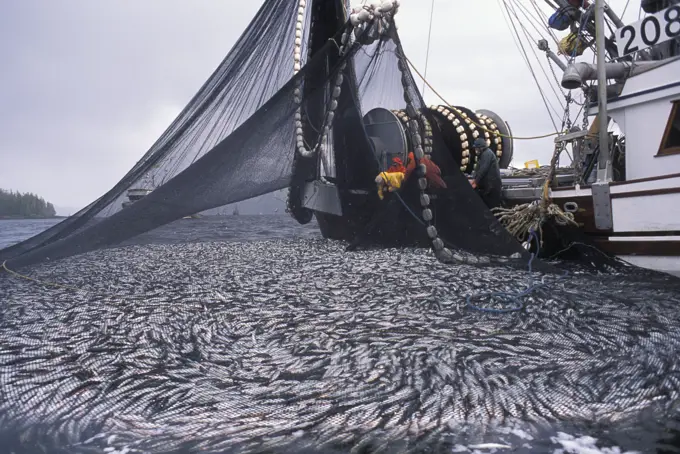 Commercial Fishing boat pulling up net full of herring, British Columbia, Canada.
