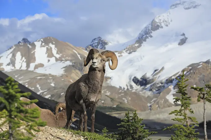 Bighorn sheep Ovis canadensis ram with Mount Athabasca in the background near the Columbia Icefields, Jasper National Park, Alberta, Canada