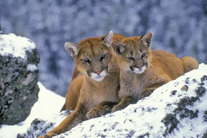 Cougar/Mountain Lion/Puma Felis concolor mother and cub snuggle in winter, Rocky Mountains, Canada.