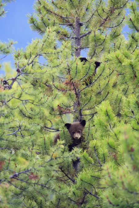 Tiny cute black bear cubs in a lodgepole pine tree in the Rockies in Alberta, Canada