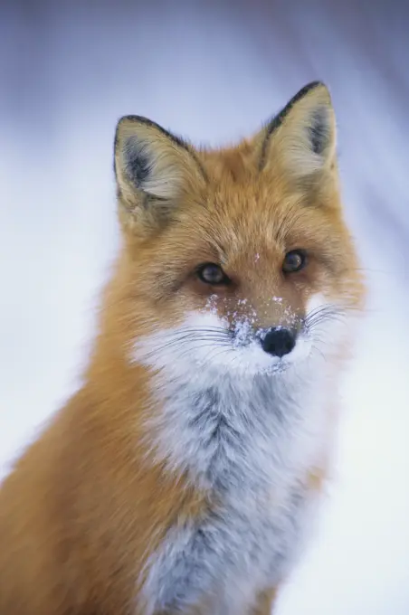 Red fox in winter, Canada.