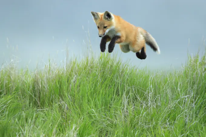 Red fox Vulpes vulpes pup leaping through the air, Saskatchewan, Canada