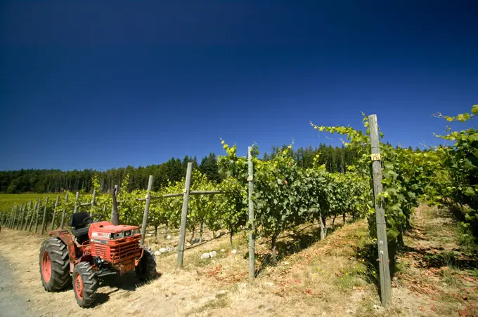 Grapes at Cherry Hill Winery, full on the vine, awaiting harvesting, Cowichan Valley, British Columbia, Canada