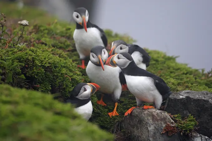 Atlantic Puffin Fratercula arctica is a seabird species in the auk family, Newfoundland, Canada