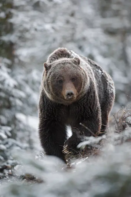 Grizzly bear Ursus arctos horribilis in snow