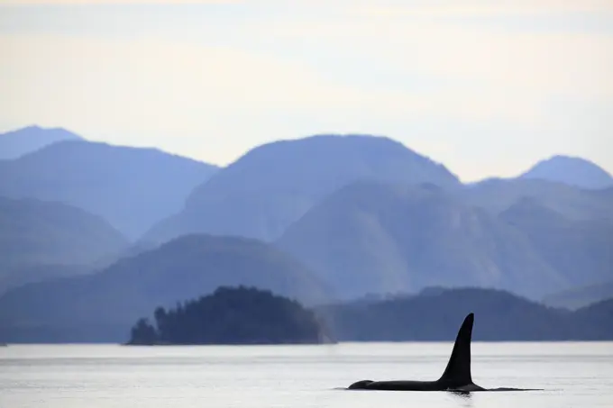 killer whale Orcinus orca, commonly referred to as the orca whale or orca in Johnstone Strait, BC, Canada