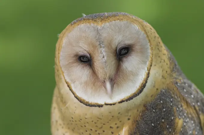 Barn Owl head detail, British Columbia, Canada