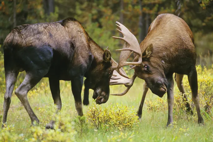 Moose Alces alces Males Occasionally they battle but generally threat displays and tests of strength prompt one to withdraw. Autumn, Jasper National P...