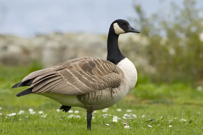 Canada Goose Branta canadensis standing on one foot, Canada