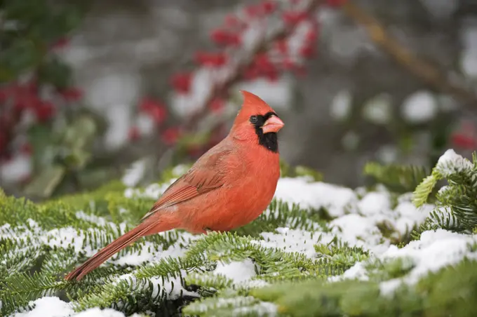 Male Northern Cardinal Cardinalis cardinalis in winter. Nova Scotia, Canada.