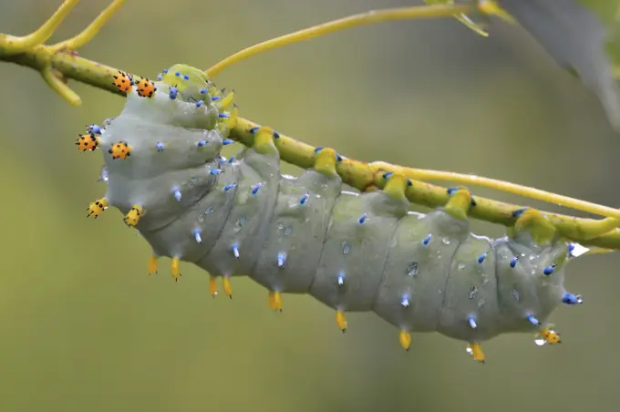 Cecropia moth (Hyalophora cecropia) Late instar caterpillar in Manitoba maple tree