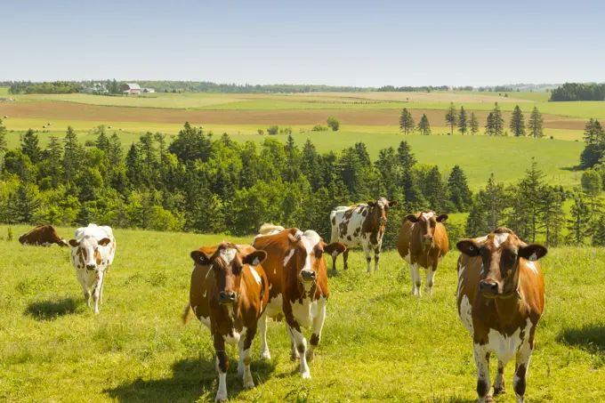 Dairy cows, Fredericton, Prince Edward Island, Canada