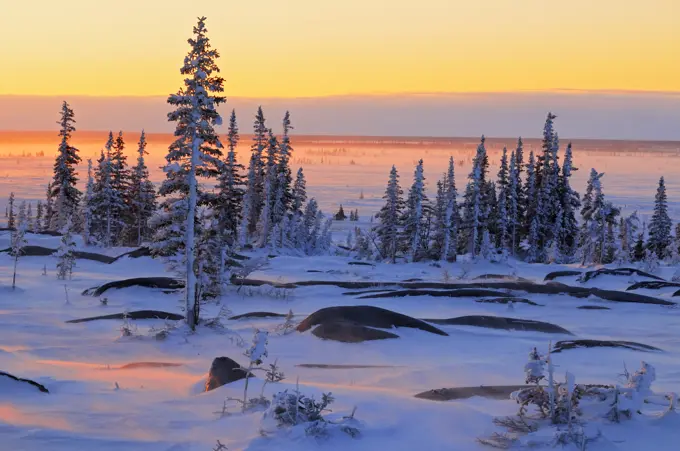 Sun setting on the sparsely treed tundra, Churchill, Manitoba, Canada