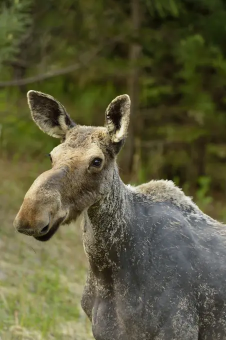 Moose (Alces alces) Spring specimen displaying winter hair loss, perhaps rubbed off due to tick infestations